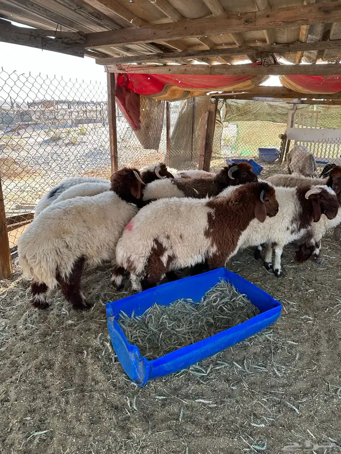 خرفان نعيم 3