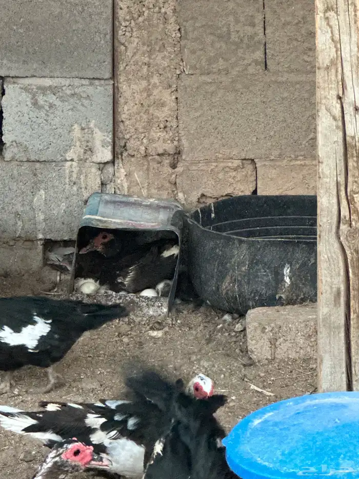 بط سوداني 7