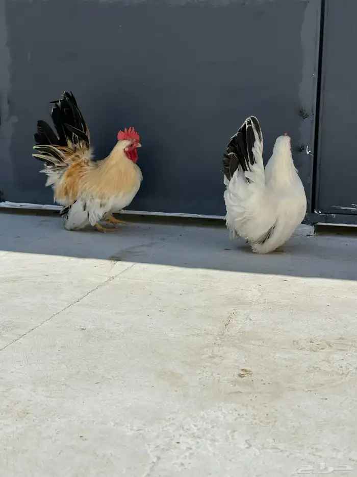 دجاج جبنيز مسحب 2