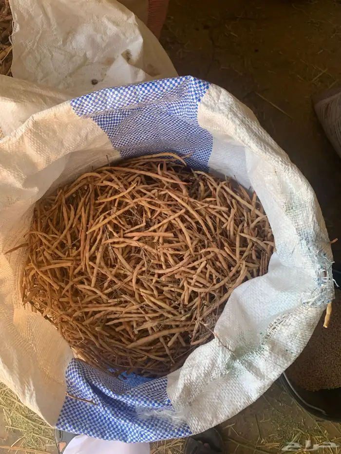 بذور شجره السيال 0