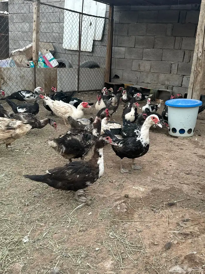 بط سوداني 6