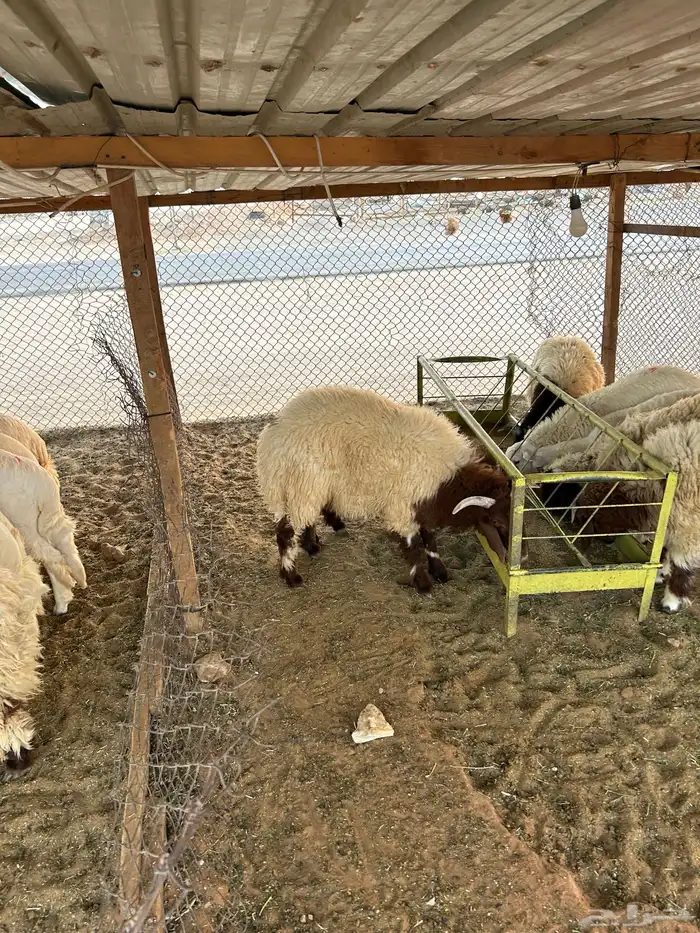 ذبايح نعيم وحري 1