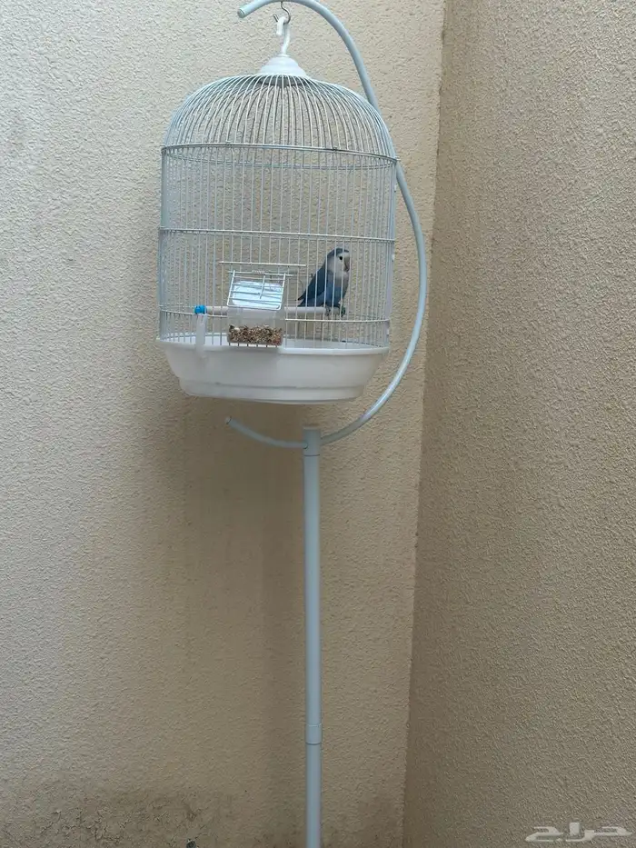 ببغاء روز 0