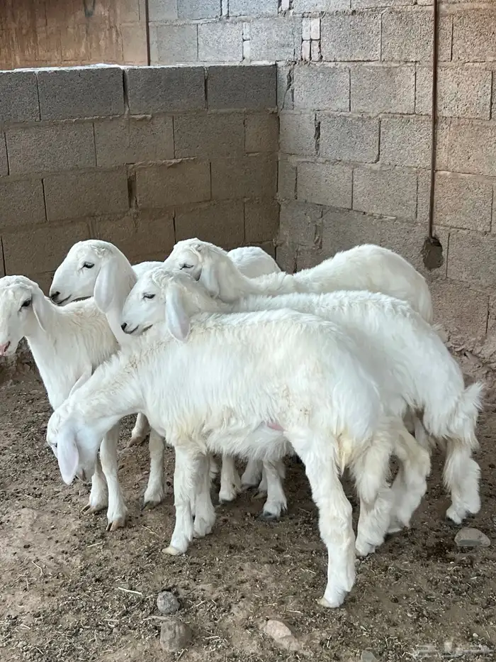 وخال مقاني فاخره 5