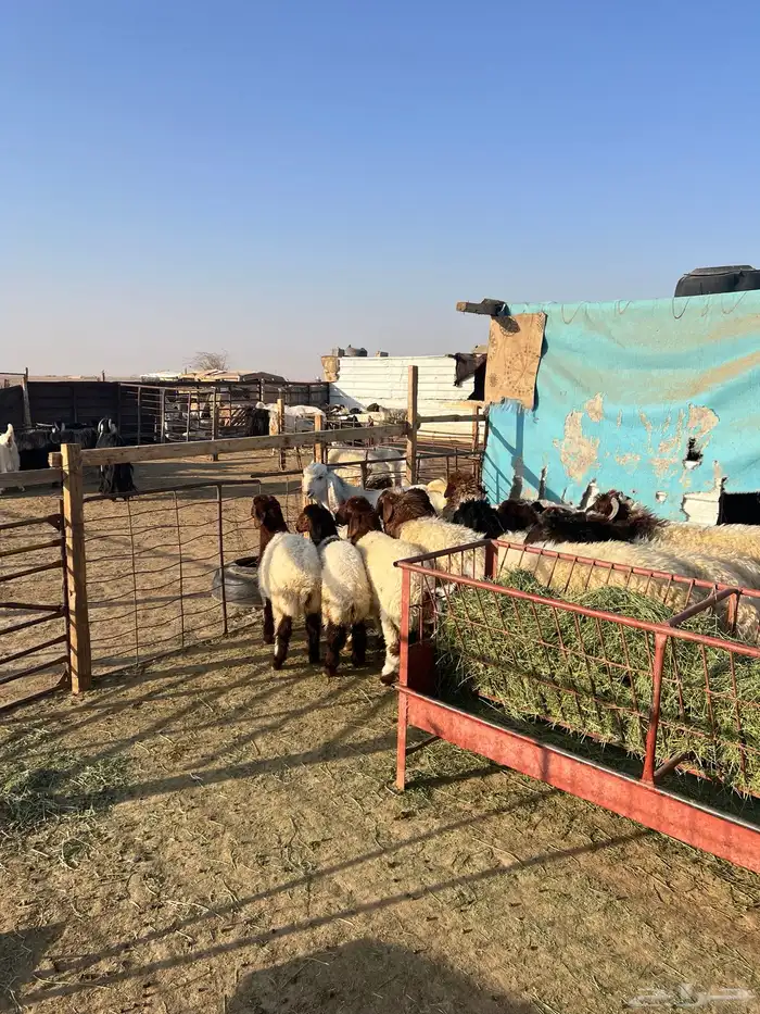 ذبايح طليان تمايم طيبه 7