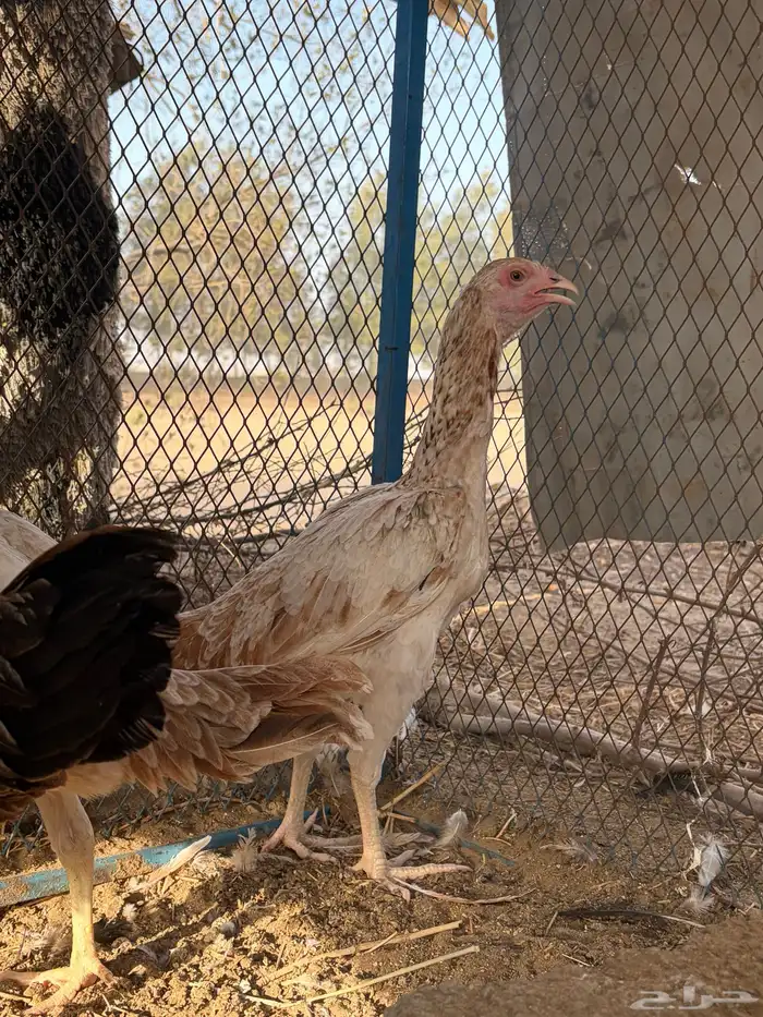 دجاجة باكستانية معها ثلاثة فروخ 2