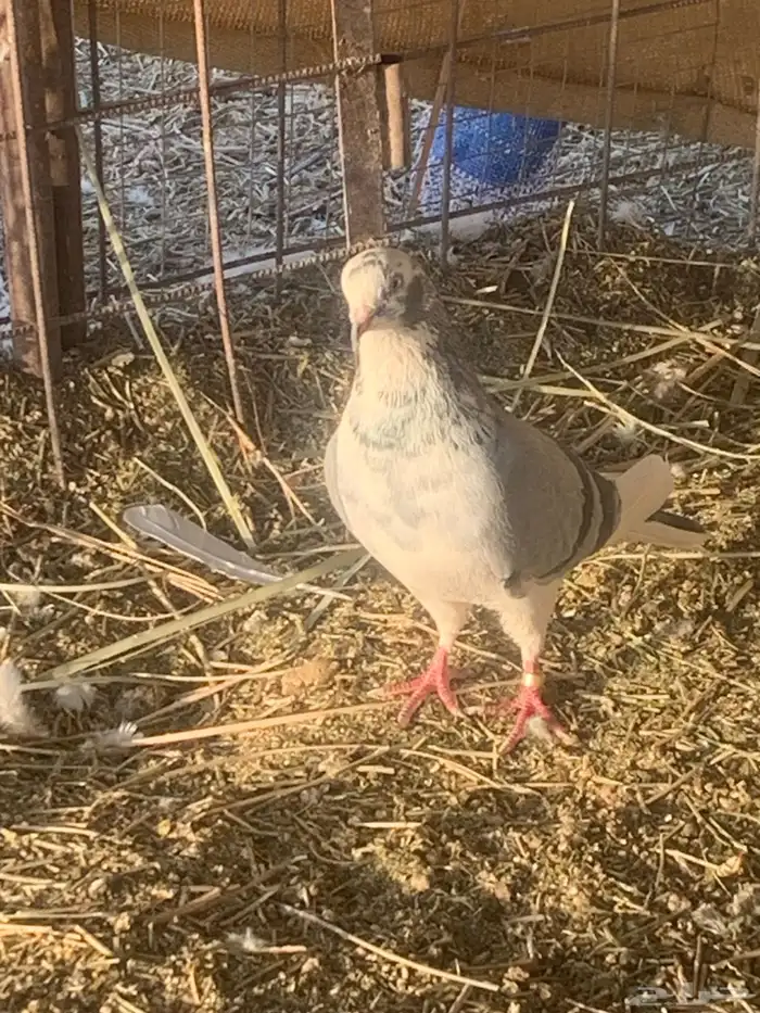 الببع حمام قطيفي 3