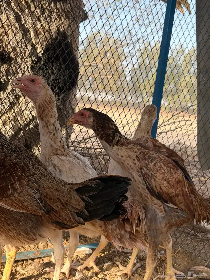 دجاجة باكستانية معها ثلاثة فروخ 5