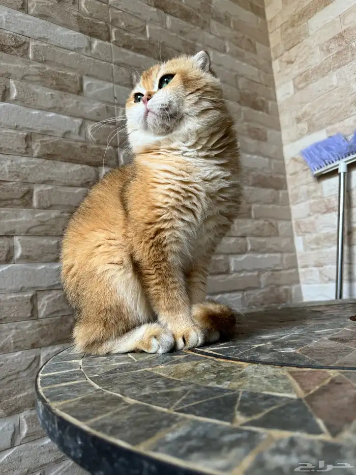 قط ذكر سكوتش فولد بيور 2