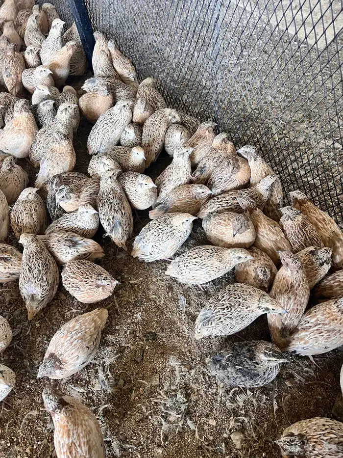 بيض سمان مخصب 5