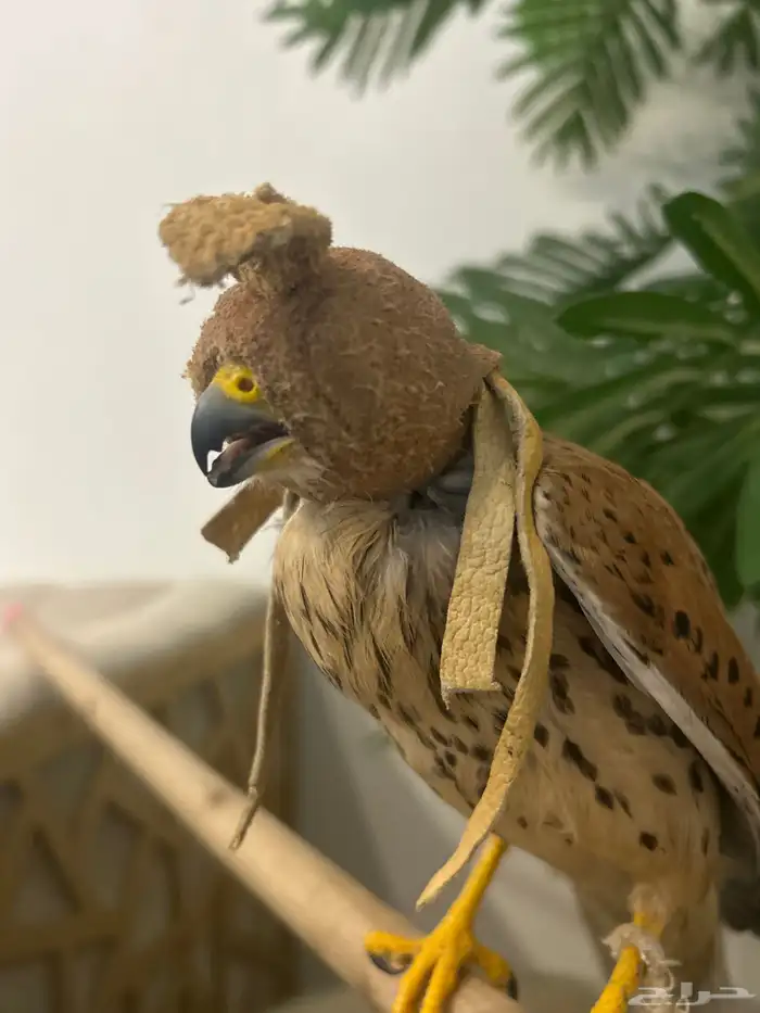 شبوط   شرياص 2