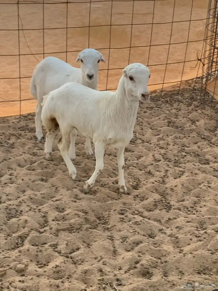 بهم تربيه مهجن حري 6