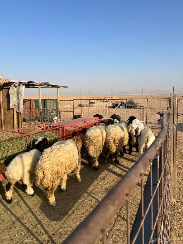 ذبايح طليان تمايم طيبه 5