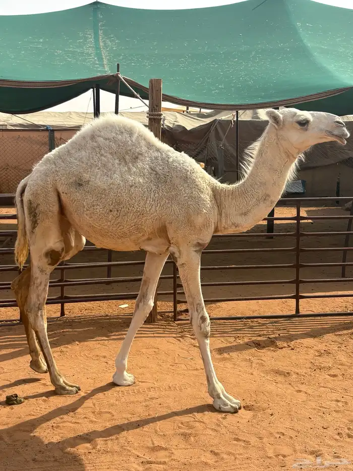 بكره للبيع 1