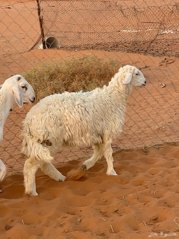 رخله طيبه جدا 0