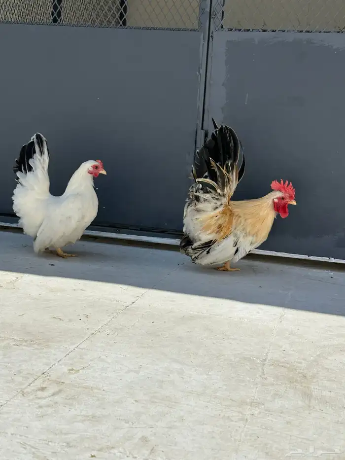دجاج جبنيز مسحب 4
