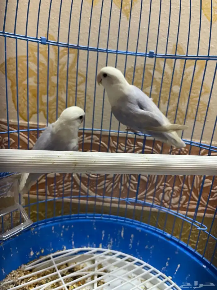 طيور روز نص ولافه 1