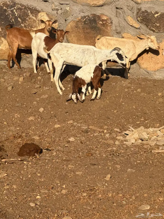 معزا عوارض وحص دفع ومعها 2فحول 1