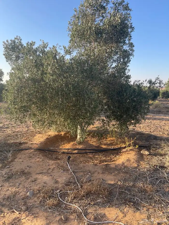 اشجار زيتون للبيع 2