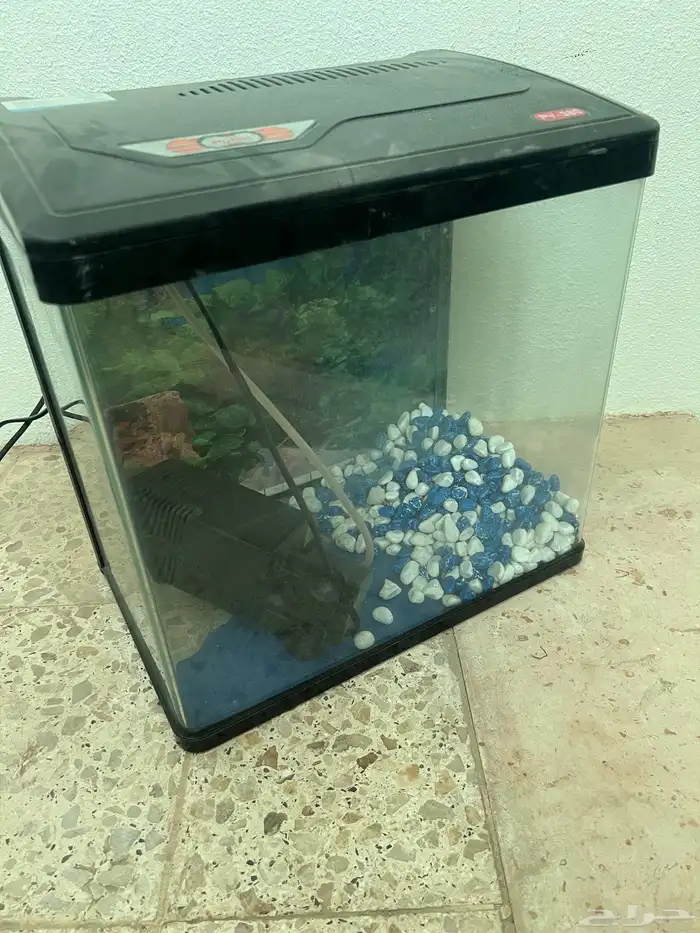 للبيع اسماك 0