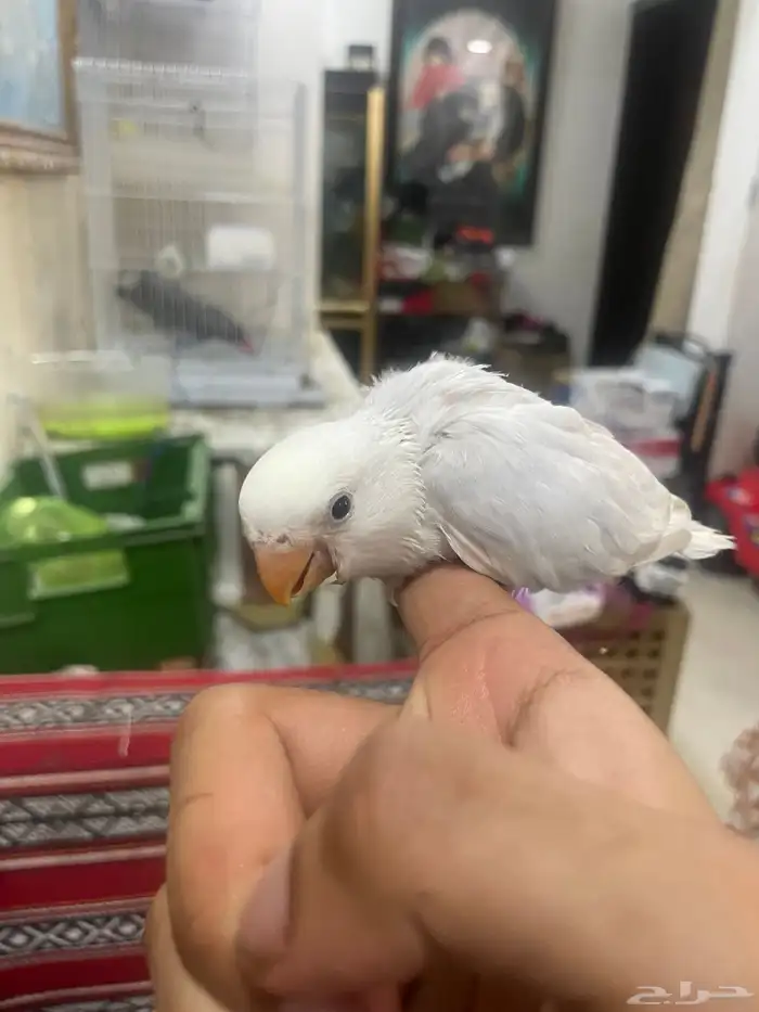 روز ابيض العمر شهر و شوي بص 3