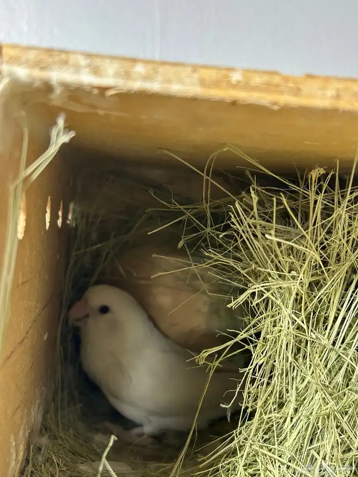 روز البينو 2