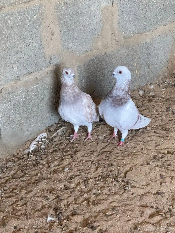 حمام زينه للبيع 2