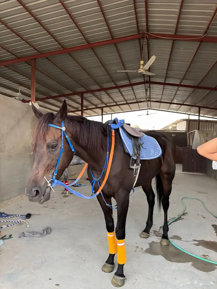 خيل 2