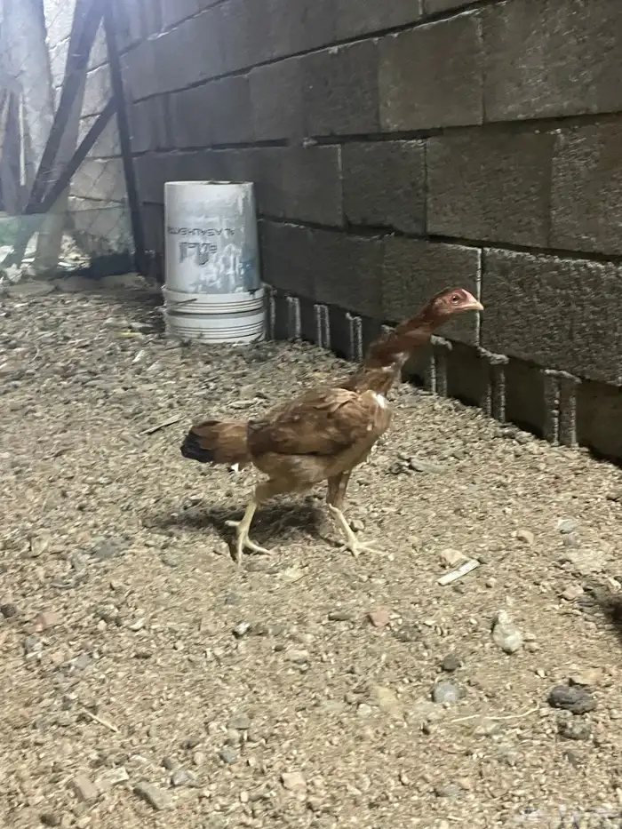 دجاج باكستاني 0