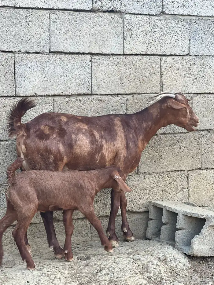 ثنية تحتها ذكر ادهم 4