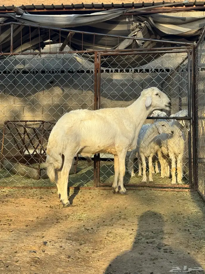 فحل ضان كفو جدا وانتاجه كفو 0