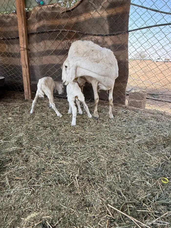 شاه خلفه وخرفان 3