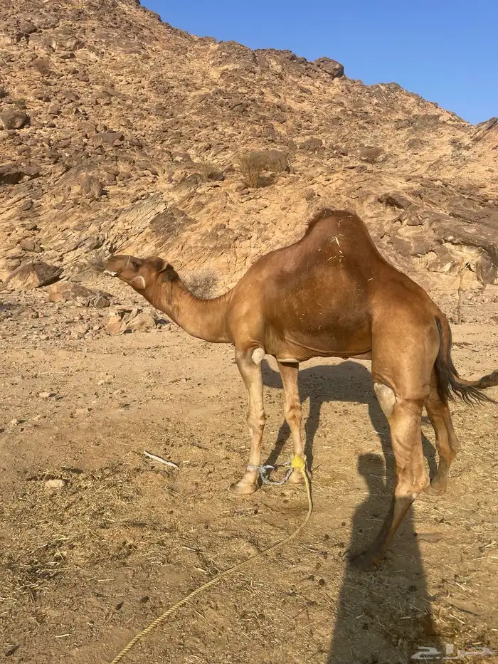 جمل احمر ساحلي 0