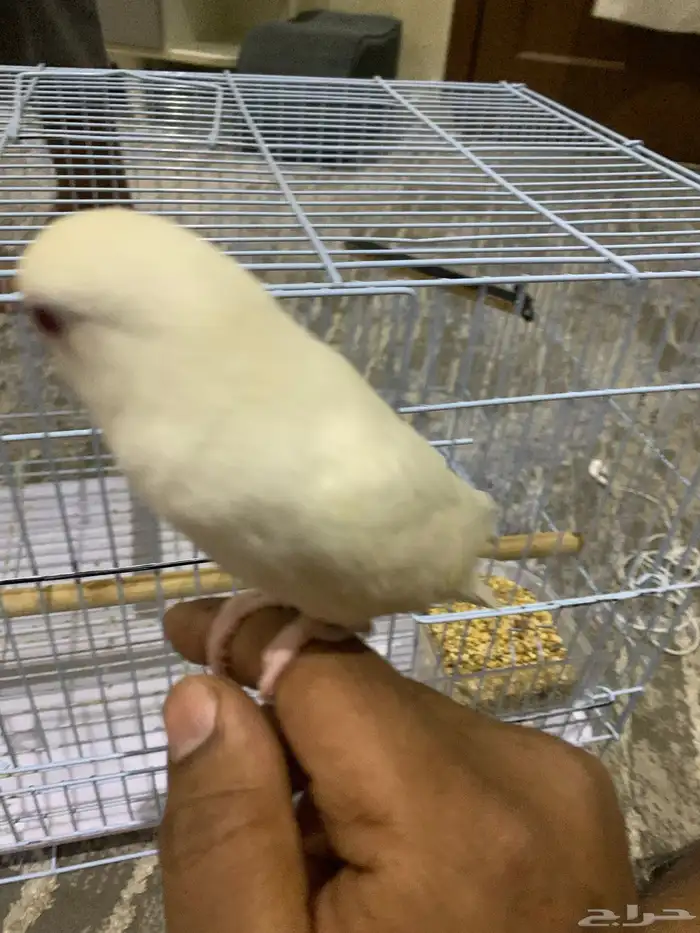 للبيع 9