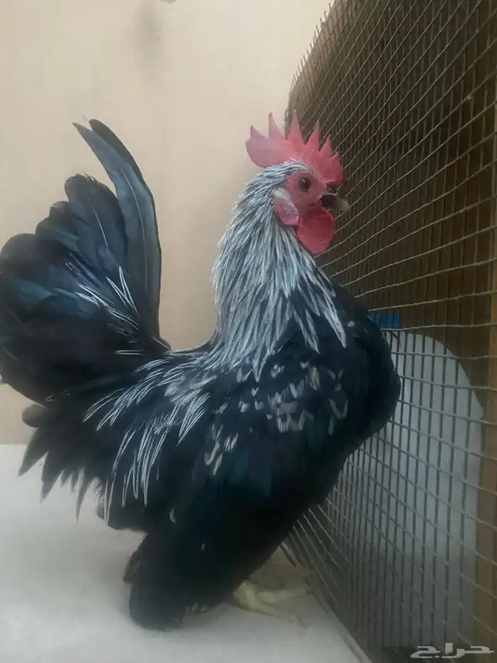 ديك جبانيز ممتاز 0