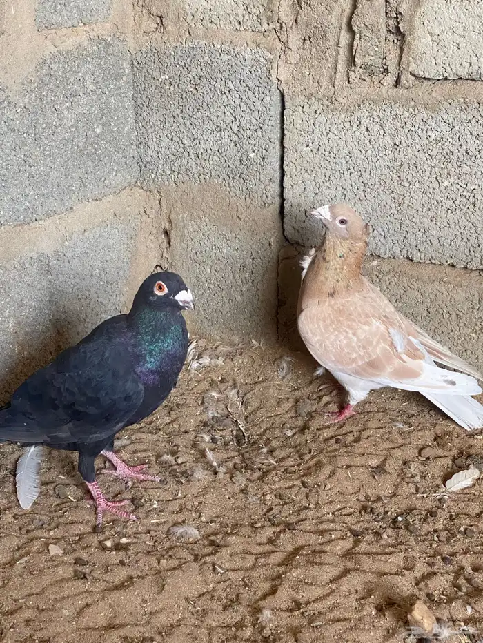 حمام زينه للبيع 1