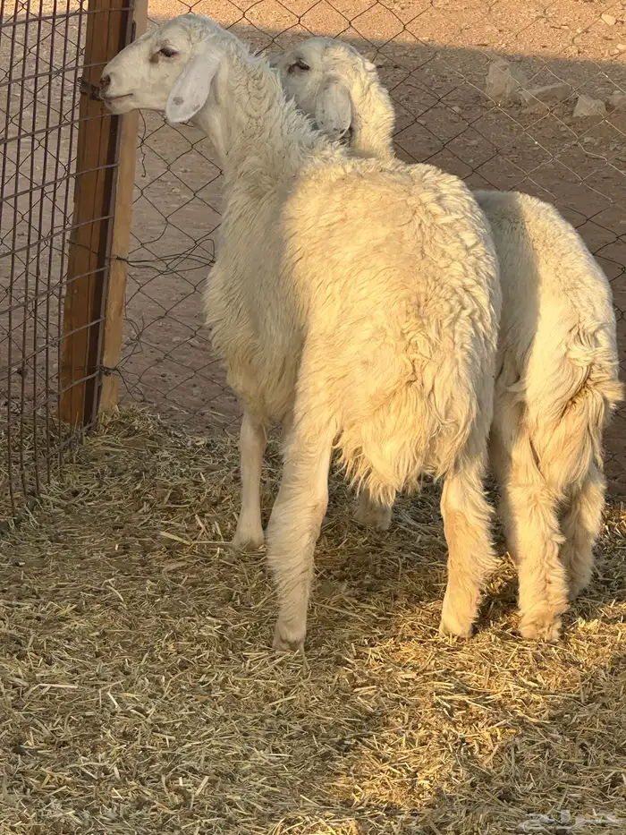 خرفان حريه 4