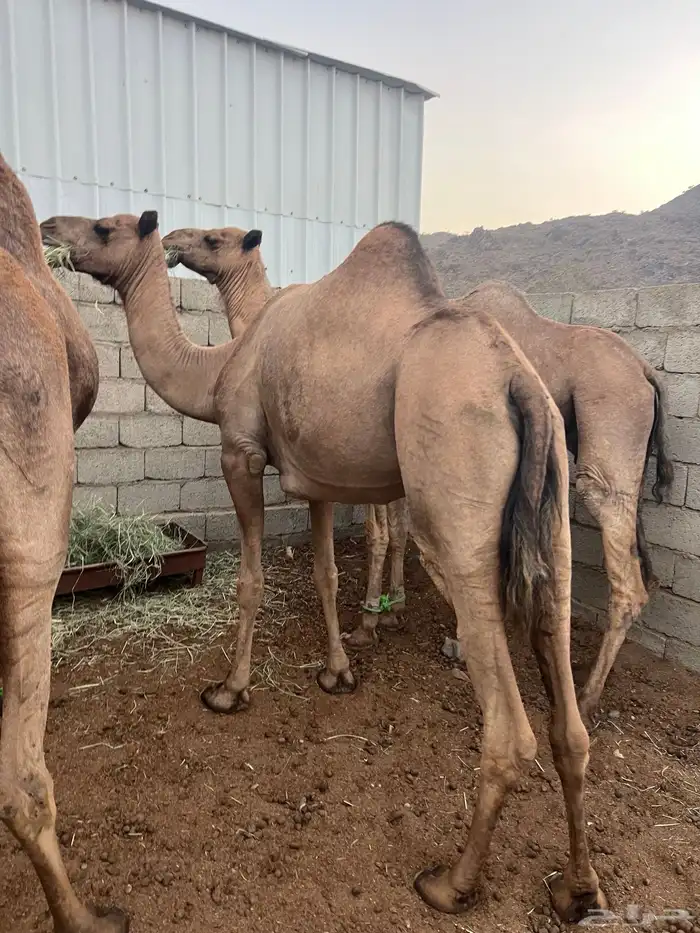 ابل عوادي وسواحل مراح واحد 1