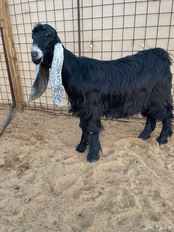 عرض بيع جفرتين وتيس عوارض صنف 1