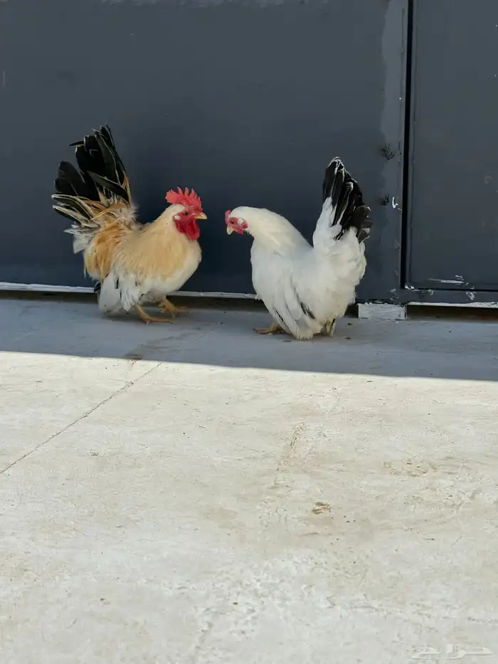دجاج جبنيز مسحب 1