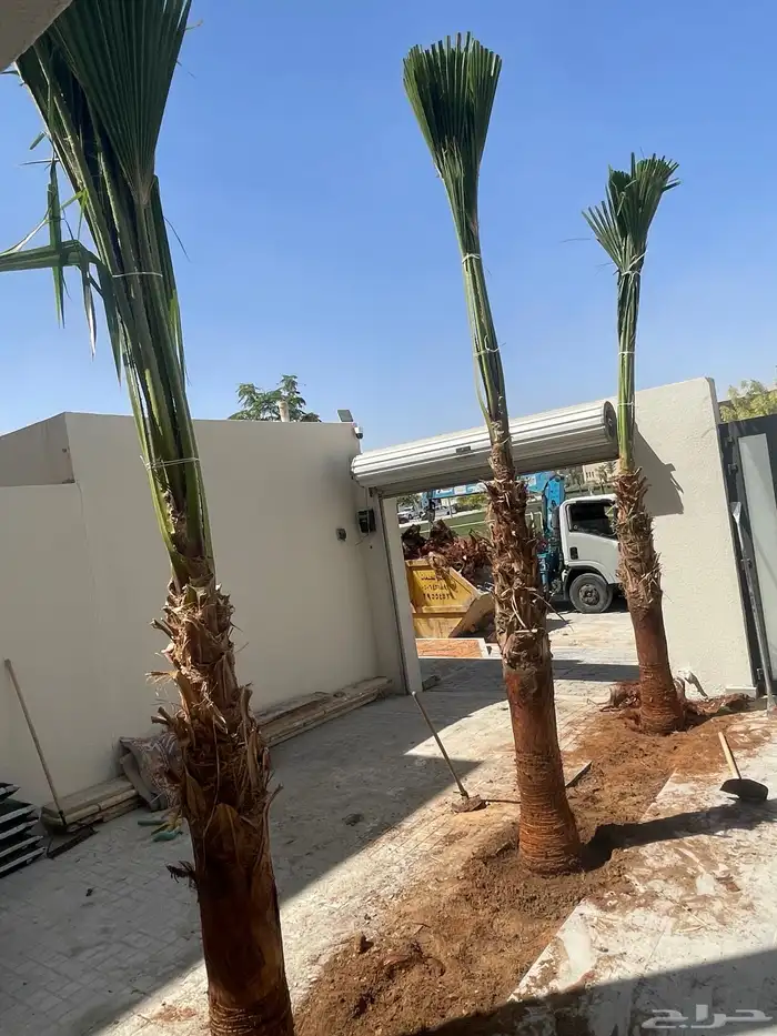 نخيل واشنطونيا للبيع 8