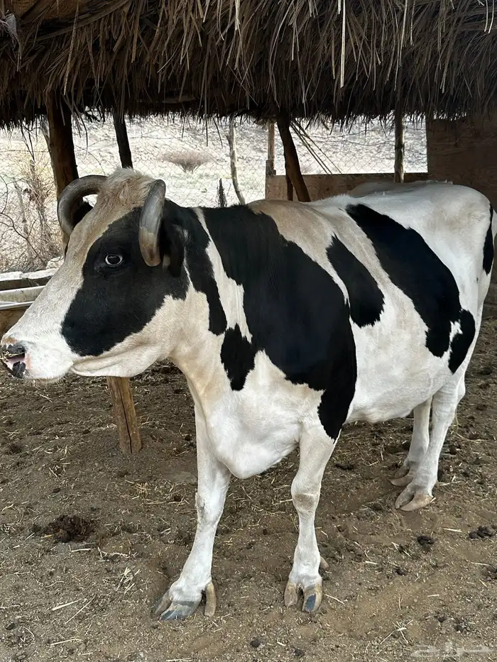 للبيع بقره هولنديه من سلالة الهولشتاين 1