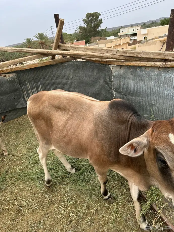 ثور للبيع 3