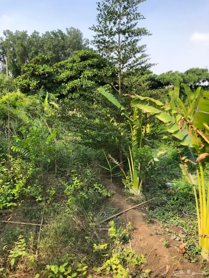 تنسيق الحدائق 1