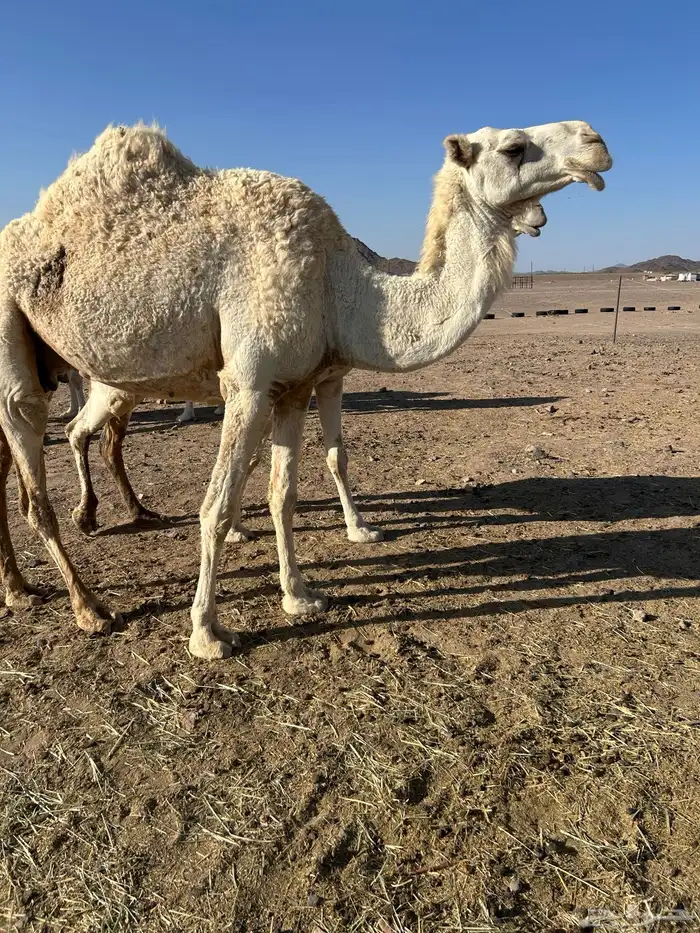 ناقة وضحاء ضريبة 0