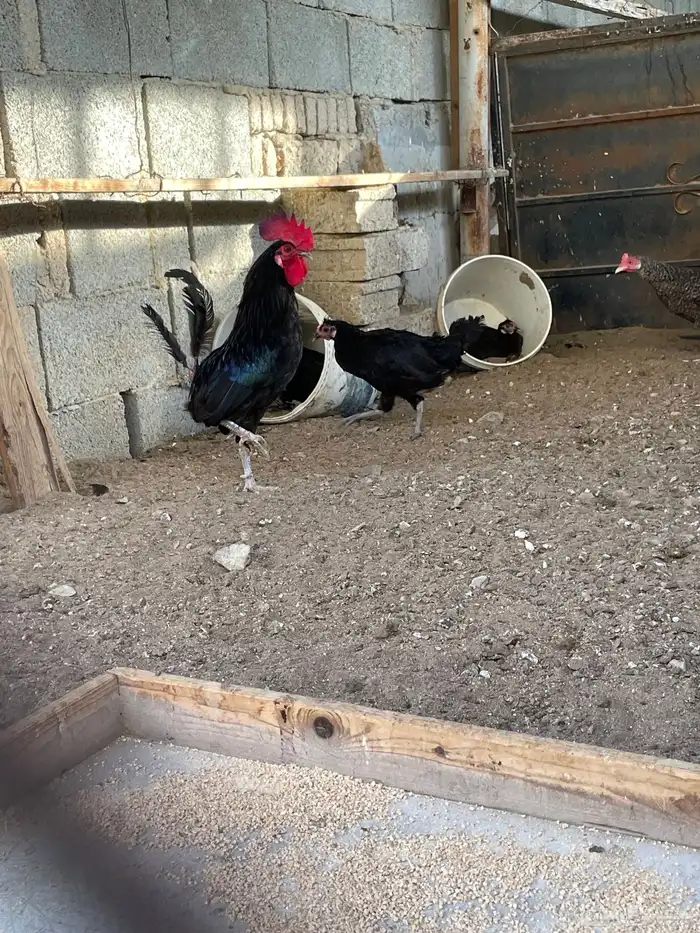 ديوك بلدي 6