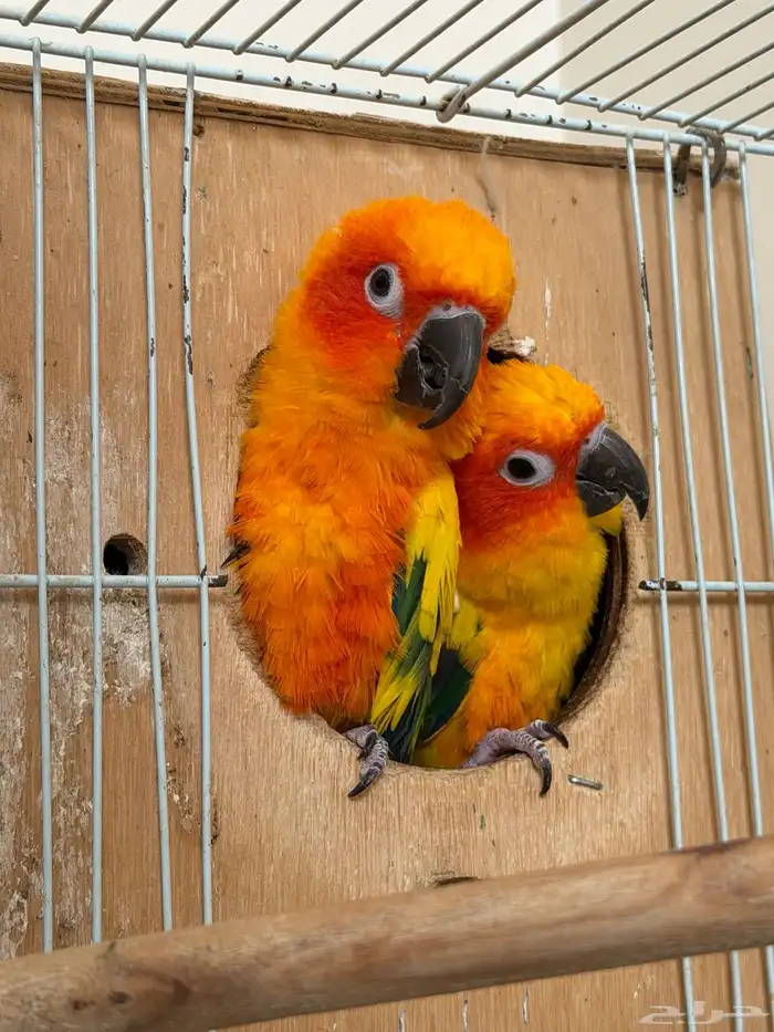 جوز صن كنيور 4