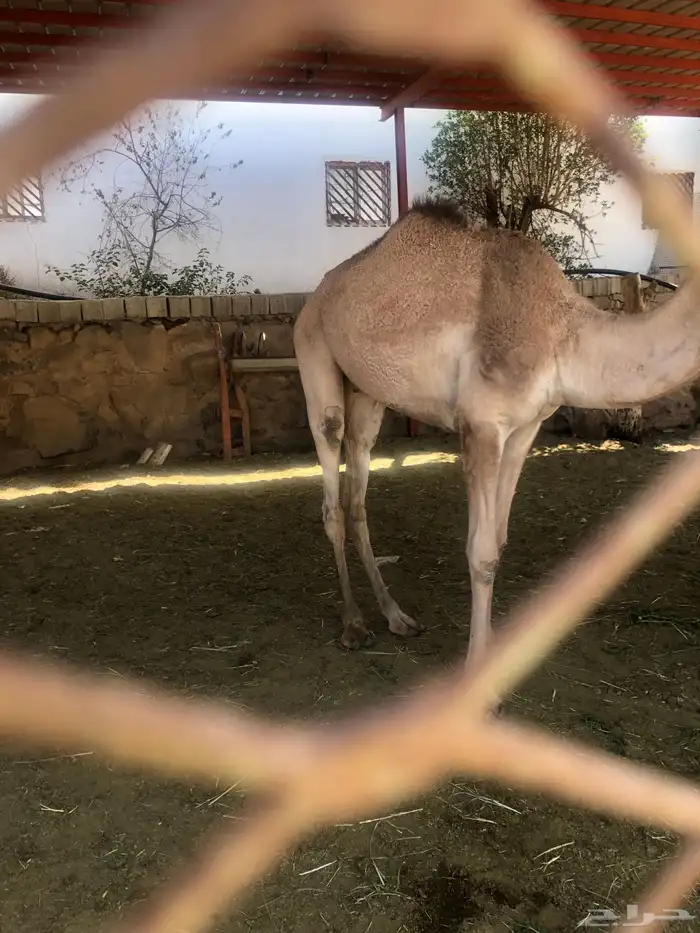 مفرود العمر سنه 0