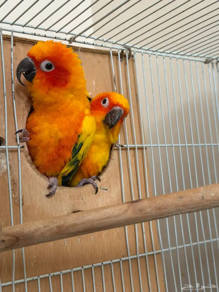 جوز صن كنيور 5