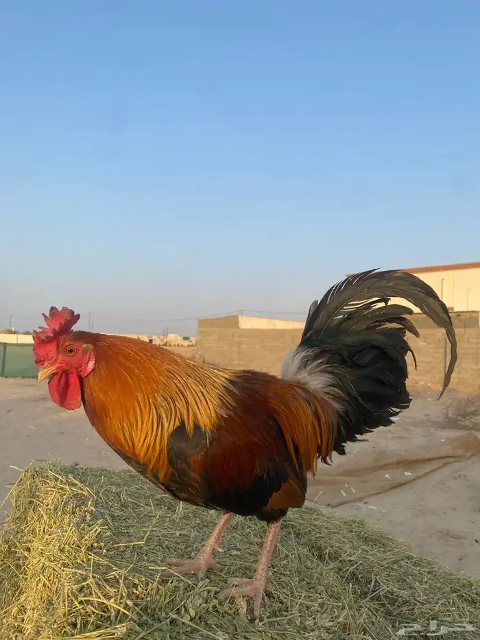 ديك بلدي 2